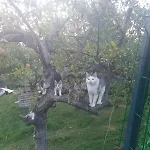 Vikendica Garfild Sa Bazenom I Saunom Banja Luka