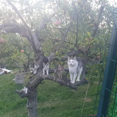 Vikendica Garfild Sa Bazenom I Saunom Banja Luka