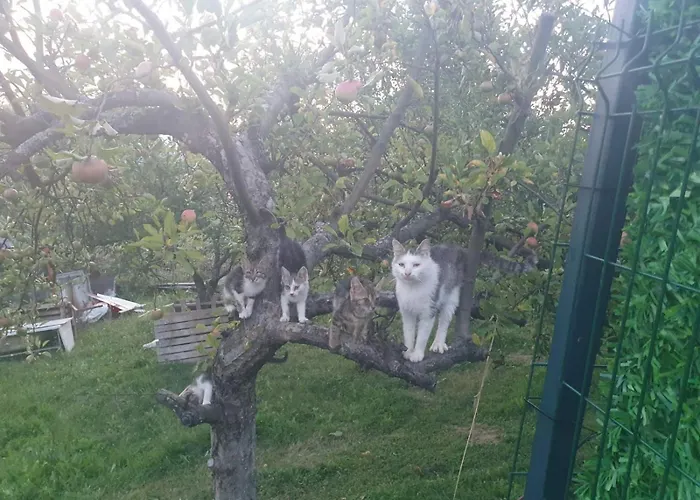 Vikendica Garfild Sa Bazenom I Saunom Banja Luka